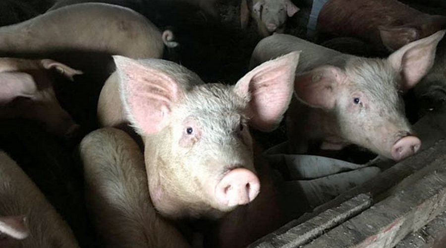 pig farming in ireland