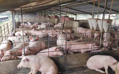 Pig farm sued for claiming pig farming is climate-friendly