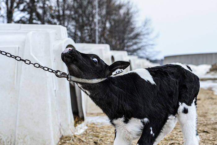 CowDairyVealFarm QC JMcArthur 20140117 2606