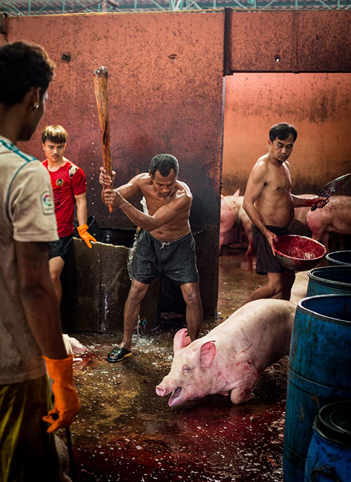 PigSlaughterhouse Thailand JMcArthur 20190201 9962
