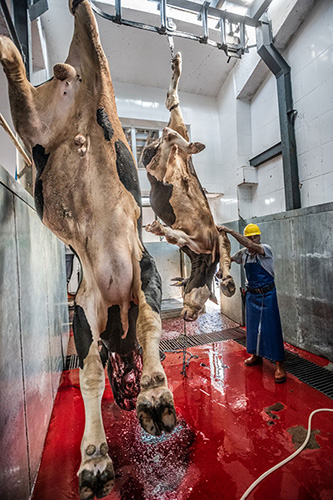 Slaughterhouse Turkey JMcArthur2018 4537 Edit