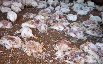Dying, tortured and neglected chickens found at farms supplying Tesco, Sainsbury, Lidle and KFC