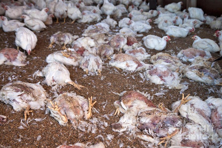 dead chickens at factory farm