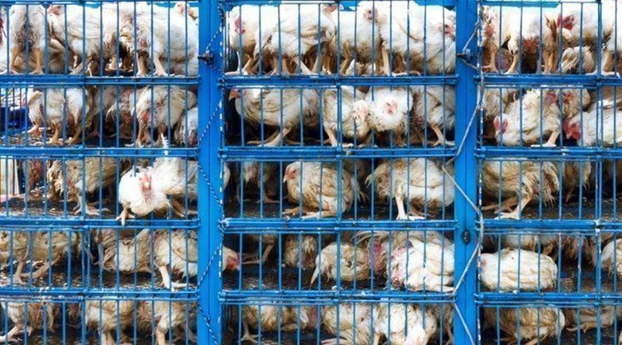 factory farming chickens 2