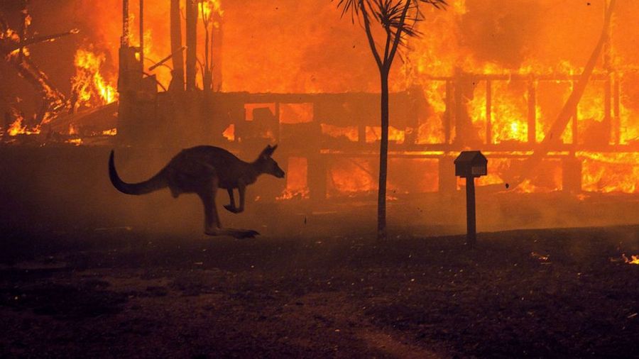 kangaroo caught in wildfires 1