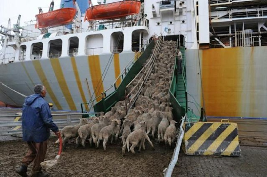 live animal export ships criminal smuggling AACC