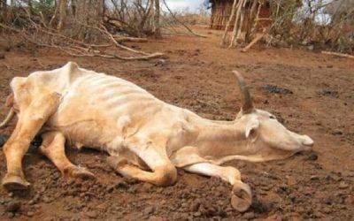 In Mexico cows starve as drought rages on