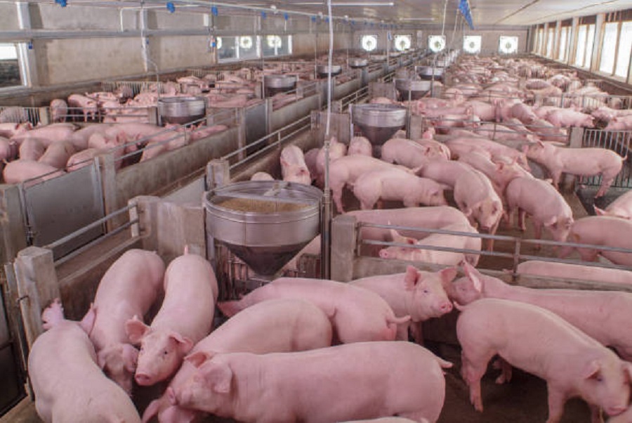 pork industry california AACC