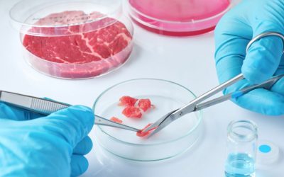 Lab meat predicted to replace animal agriculture