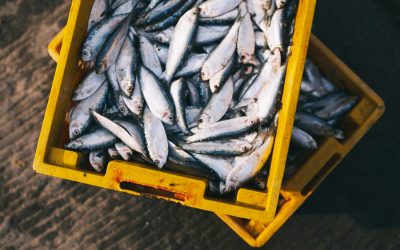 Why you should stop eating fish