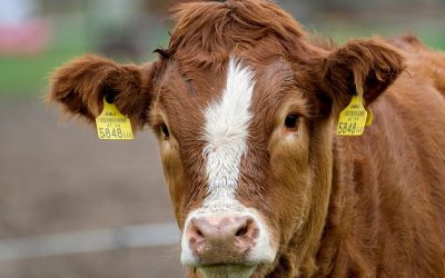 Animal agriculture is the biggest threat to the earth