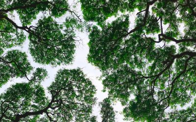 We need to save The Amazon to save ourselves