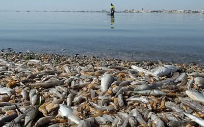 Fish are dying in Spain and the pig farms are to blame