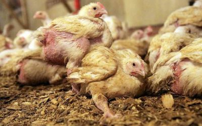 Chicken factory farms are source of new pandemic