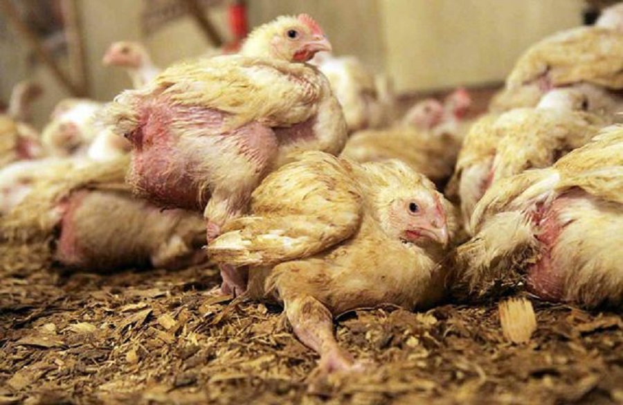 chicken factory farm AACC