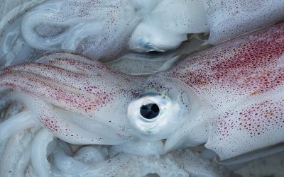 UK-caught squid added to conservation red-list