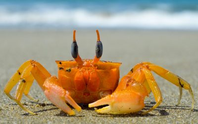 Lobsters, crabs and octopus recognised as sentient beings