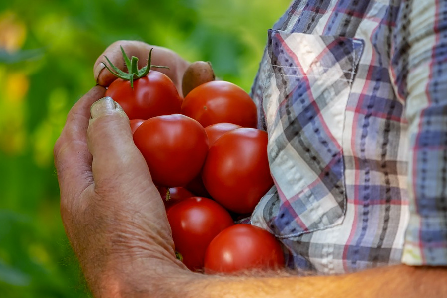 Denmark to subsidise farmers who produce plant-based foods