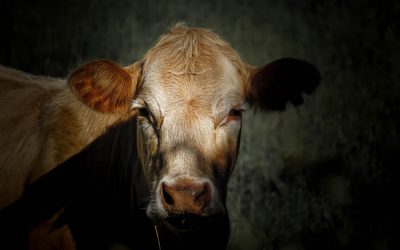 Unethical treatment of farm animals is a cause of climate change