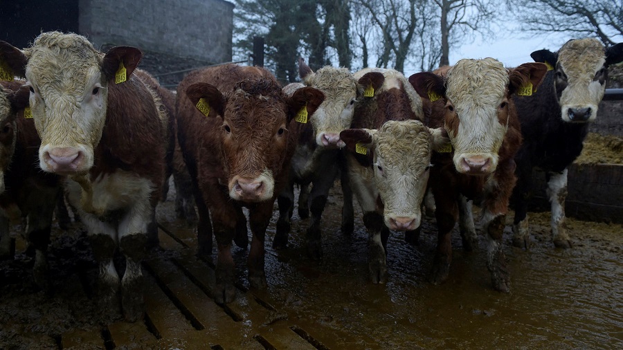 irish cattle climate change AACC