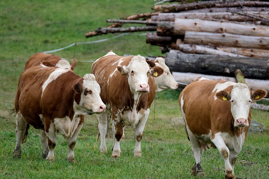 JBS plans to expand cattle farming in Brazil
