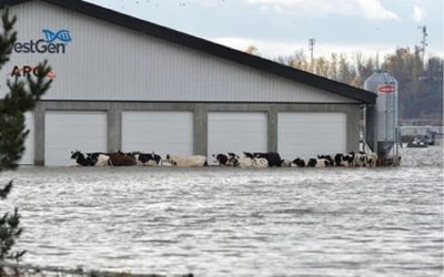 Over a million farm animals die in British Columbia due to climate change