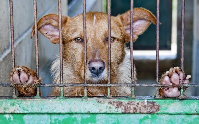 South Korea considering banning dog meat