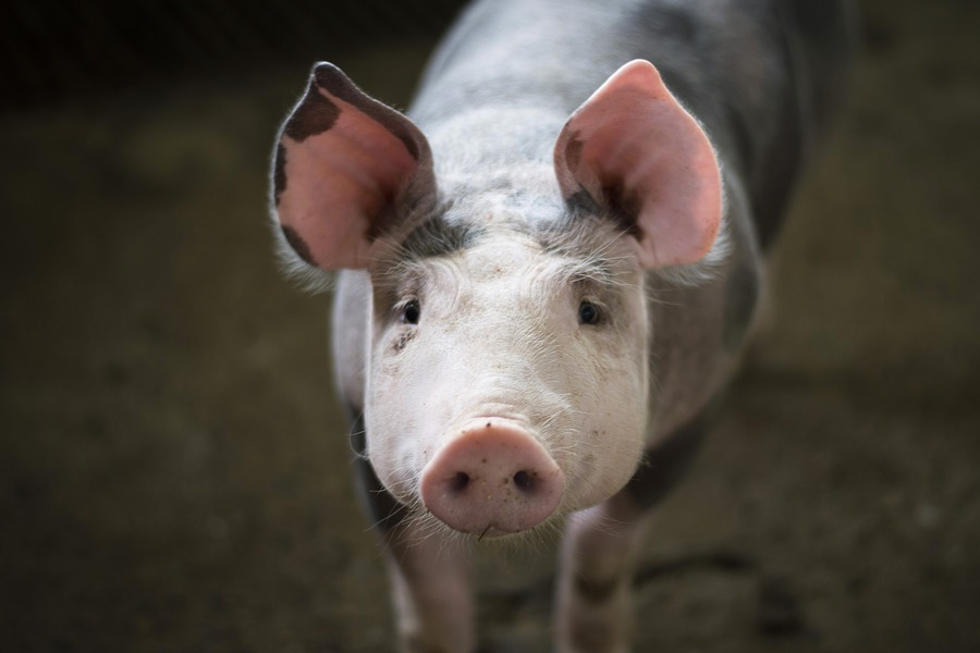 Cruelty on French pig farm revealed