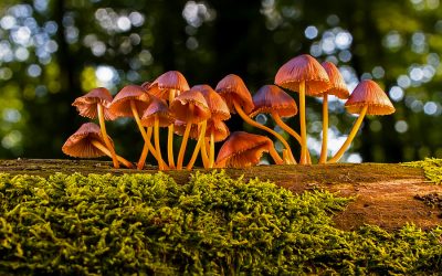 Could fungi be a powerful ally when it comes to our climate crisis?