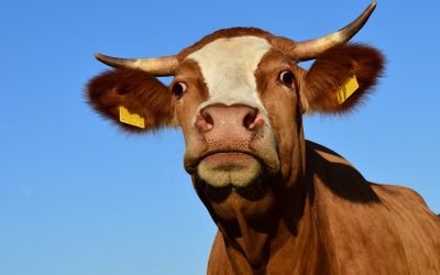 australian beef aacc