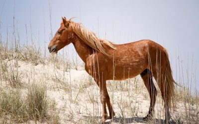 Wild horses become scape-goats for animal agriculture