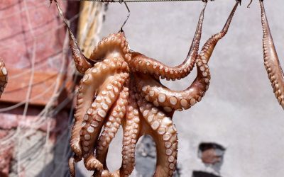 Now there are plans for octopus farms!