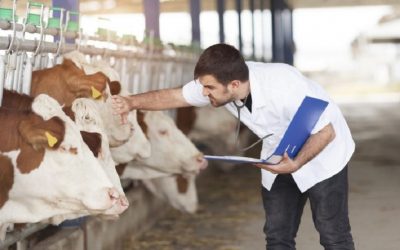 Animal Welfare Certification aims to improve animal welfare, but does it?