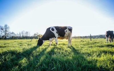 Government must stop funding meat and dairy