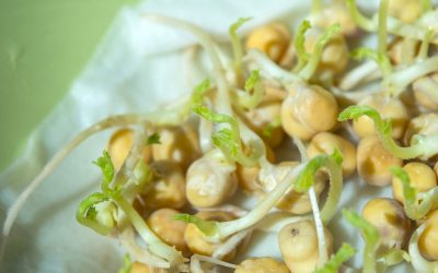 Could the humble chickpea save us?