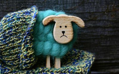 How the wool trade is a burden on the environment
