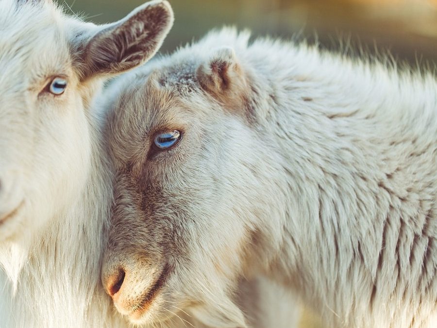 Vegan ethical aacc 1