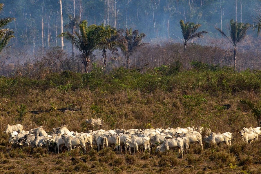 cattle in amazon 2