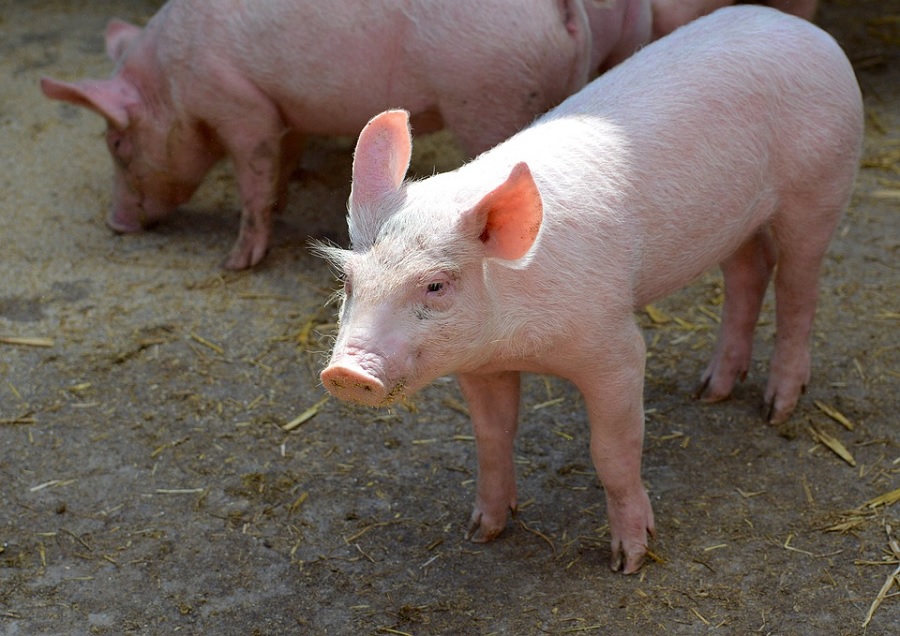 pork industry UK aacc