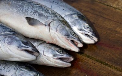 Fish labelling hides harsh realities