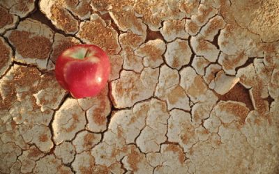 How climate change impacts food security