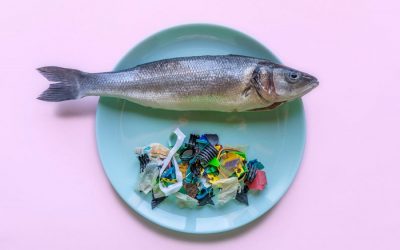 Plastic in fish – why is the media ignoring this?