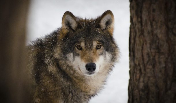 rewilding for climate aacc