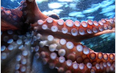 What would industrial octopus farms mean for animal welfare?