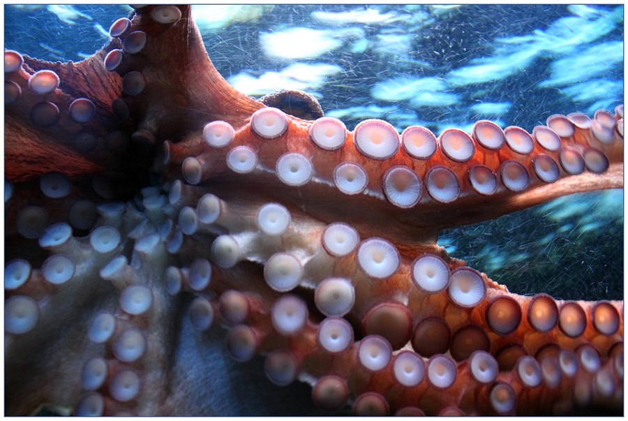industrial octopus farming aacc