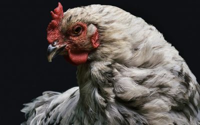 Europe’s poultry comes with a human rights problem