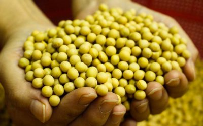 A guide to versatile vegan meat alternatives