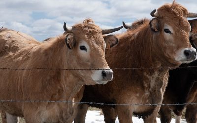 Net-zero could wipe animal agriculture off the table