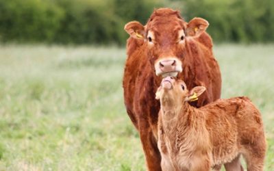 How many lives will you save by going vegan?