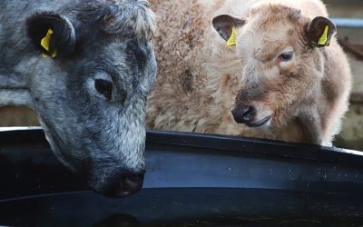 The planet needs us to stop supporting animal agriculture